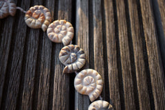 Matte Picasso Jasper from Utah 20-22mm spiral/ snail beads (ETB00300)
