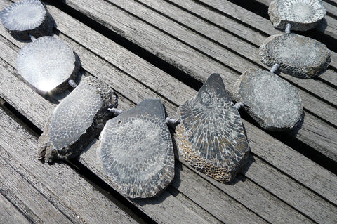 (SPL00002) Fossilised Bryozoan Coral natural slices