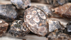 Turritella agate 15-21mm faceted beads (ETB00333)