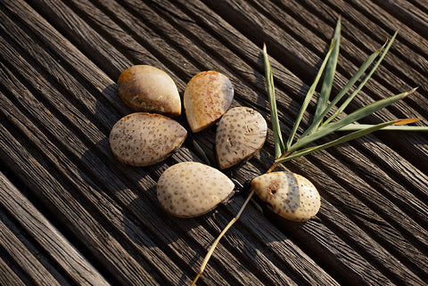 Petrified Palm Wood / Fossilized Palm Wood teardrop pendants (ETP00212)