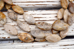 Coral Fossil marquise beads 11-13mm (ETB01716)  Healing crystal/Reiki healing/Healing necklace