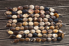 Rare, beautiful & natural Petrified Wood 25-33mm freeform beads (ETB00542)