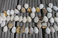 (SPL00028) Petrified Honey Palm Wood large teardrop beads
