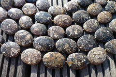 Turritella agate 21-25mm oval beads (ETB00340)