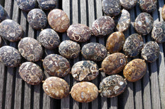 Turritella agate 21-25mm oval beads (ETB00340)